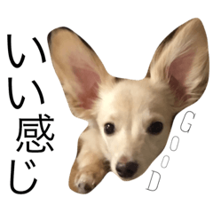 [LINEスタンプ] mochan dog