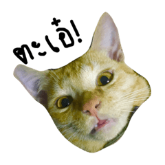 [LINEスタンプ] Orange cat555555