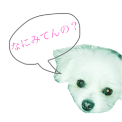 [LINEスタンプ] 我が家の犬の気持ち