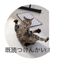 [LINEスタンプ] ねこねこねこ！、