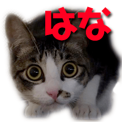 [LINEスタンプ] 飼い猫はなさん