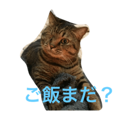 [LINEスタンプ] 虎次郎とマロン