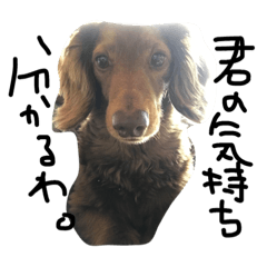 [LINEスタンプ] ダックスのつぶやき