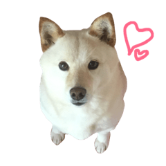 [LINEスタンプ] 柴犬 白