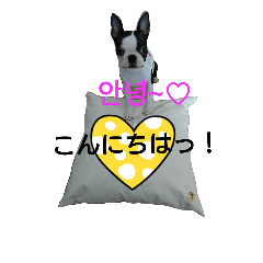 [LINEスタンプ] fantastic doglife of bostonterrie loa