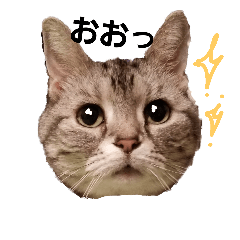 [LINEスタンプ] Coco＆Annie cats stampsの画像（メイン）