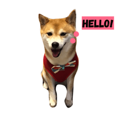 [LINEスタンプ] Shiba HanHan