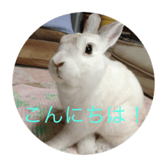 [LINEスタンプ] うさぎに癒されて下さい