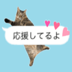 [LINEスタンプ] 癒し猫**実写**ふきだしVer3の画像（メイン）