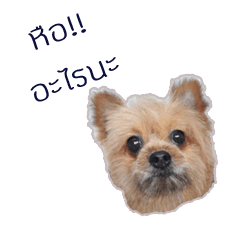 [LINEスタンプ] I am a dog #1