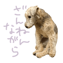 [LINEスタンプ] レークランドテリアのあねらさん