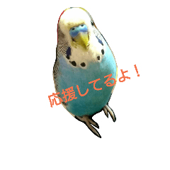 [LINEスタンプ] Rabbit＆budgerigar