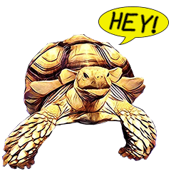 [LINEスタンプ] Species Tortoise