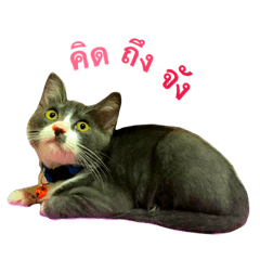 [LINEスタンプ] I am a cat , I am Zero