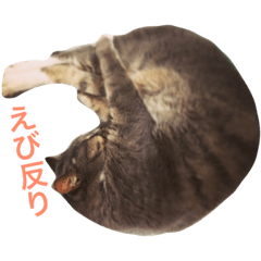 [LINEスタンプ] にゃん子の日常