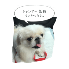 [LINEスタンプ] わんにゃん家族  大好き