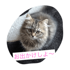 [LINEスタンプ] むぎの一言