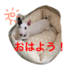 [LINEスタンプ] ブルテリアのめるちゃん