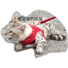 [LINEスタンプ] The daily life of a handsome cat01