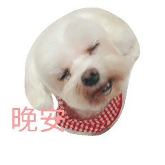 [LINEスタンプ] Dog DogDog DogDog DogDog DogDog DogDog