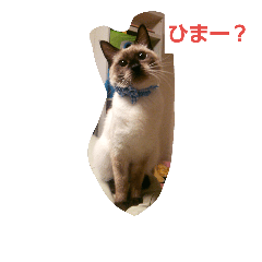 [LINEスタンプ] やん＆あられスタンプ