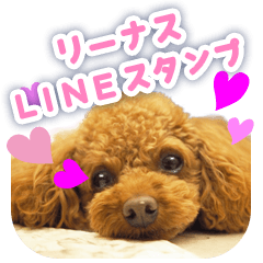 [LINEスタンプ] トイ・プードルのりぃちゃん ～日常会話～