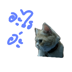 [LINEスタンプ] catcat2018