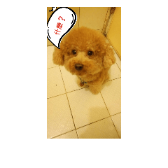 [LINEスタンプ] PoodleDUDU