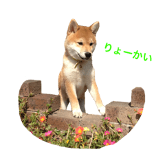 [LINEスタンプ] 柴犬ゆんちゃん