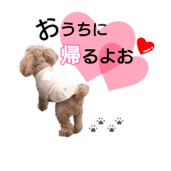 [LINEスタンプ] トイプードル ショコラ **