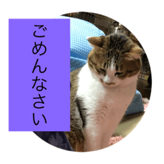 [LINEスタンプ] 藤猫