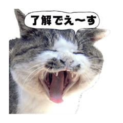 [LINEスタンプ] Tashiro island  NekoTaro 01