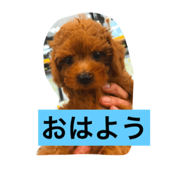 [LINEスタンプ] カイの冒険