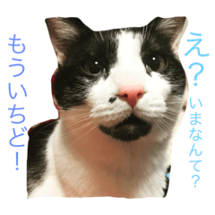 [LINEスタンプ] つぶファミリー つぶつぶ