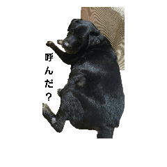 [LINEスタンプ] 愛犬と暮らす