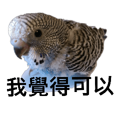 [LINEスタンプ] Budgerigar purple