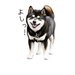 [LINEスタンプ] 黒柴です。