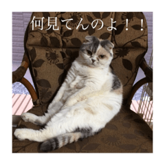 [LINEスタンプ] 私ねこ