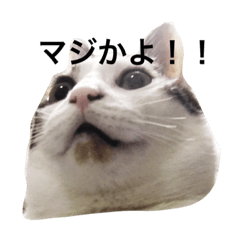 [LINEスタンプ] 猫のくまさん