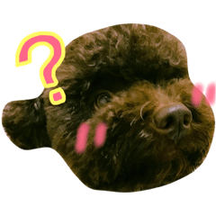 [LINEスタンプ] Im brown poodle Mister BiBi