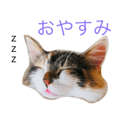 [LINEスタンプ] すこんぶ の スタンプ