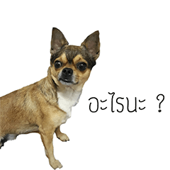 [LINEスタンプ] Dog gle