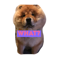 [LINEスタンプ] chowchow maple