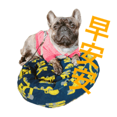 [LINEスタンプ] The French Bulldog-Hank