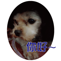 [LINEスタンプ] shan dog