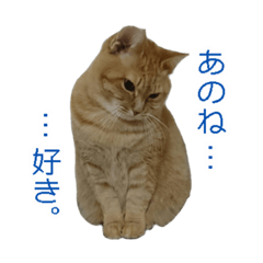 [LINEスタンプ] 越谷わんにゃん保護猫スタンプ