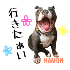 [LINEスタンプ] americanbully HAMON＆BIANCA NO.2