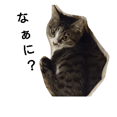 [LINEスタンプ] 猫のユズさん