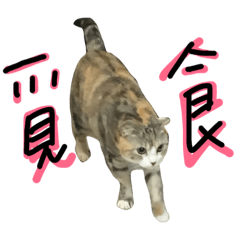 [LINEスタンプ] Lazy Cat Haidai