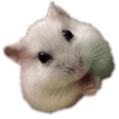 [LINEスタンプ] My hamster Kumo